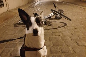 Hündin Lilly stoppt Fahrraddieb - Hündin Lilly mit dem gestohlenen Fahrrad.