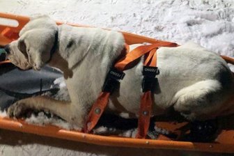 Hündin wird in Zwickau aus lebensbedrohlicher Lage befreit - Die elfjährige Hündin musste vom Ufer der Mulde aus ihrer misslichen Lage befreit werden.