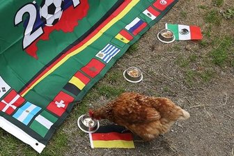 Huhn Gageleia tippt fürs Auftaktspiel auf die deutsche Nationalelf - Huhn Gageleia ist zielstrebig zu dem Napf mit der Deutschlandflagge gelaufen.