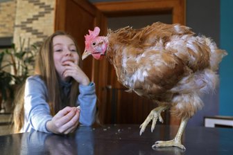 Huhn Helga und die elf Waschbären: Eine tierische Geschichte aus Oberlungwitz - Im Moment sieht das Huhn Helga etwas zerzaust aus, denn es ist gerade in der Mauser. Für die neunjährige Ida ist das zutrauliche Tier dennoch einer der besonderen Lieblinge im tierreichen Elternhaus.