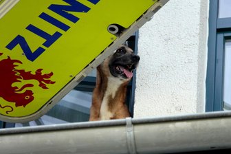 Hund auf dem Dach: Ein kurioser Einsatz am Donnerstag auf dem Sonnenberg - Dieser Hund hat einige Menschen ganz schön in Atem gehalten.