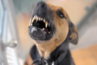 Hund beißt Frau vor dem Supermarkt -