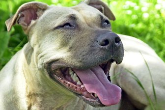 Hund beißt Kinder in England - Halterin muss vier Jahre ins Gefängnis - Ein Hund der Rasse American Staffordshire Terrier.