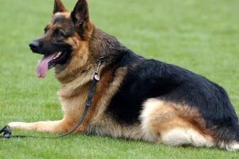 Hund beißt Mädchen ins Gesicht -