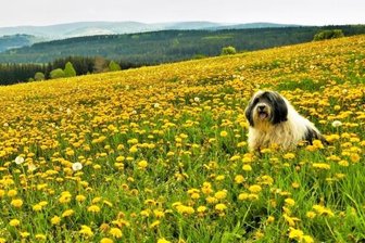 Hund hoch drei beim Fotowettbewerb - 
