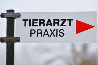 Hund im Rucksack mitgenommen: Tier stirbt bei Radunfall in Werdau - Ein Unfall in Werdau hatte für einen Hund tödliche Folgen.