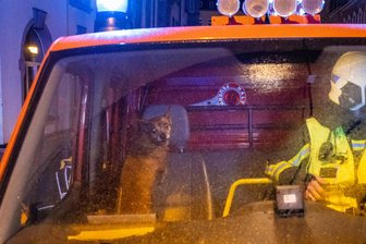Hund in Aue gerettet: Zwei Brände binnen einer Stunde - Glücklicher Hund: Er wurde von Feuerwehrleuten in Aue gerettet.