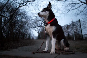Hund musste eingeschläfert werden: Geldstrafe für Tierquäler in Chemnitz - Immer wieder kommt es zu Fällen, in denen Hundehalter ihre Tiere nicht ausreichend versorgen.