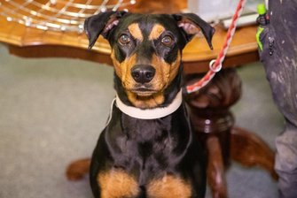Hund schlägt wegen Einbruch in Aue an: Dieb landet bei Fluchtversuch im kalten Fluss -