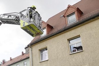 Hund sitzt auf Fensterbrett fest - Das Fenster stand eine Zeit lang offen, sodass der Hund aufs Fensterbrett gelangen konnte.