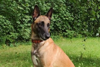 Hund spürt vermissten Senior in Etzdorf auf - Wiky spürte einen Vermissten auf.