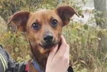 Hunde am Zoo der Minis ausgesetzt - Polizei sucht nach Haltern -