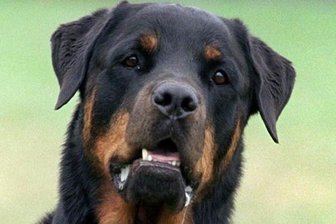 Hunde-Attacke: Statt Hilfe ein ausgestreckter Mittelfinger -