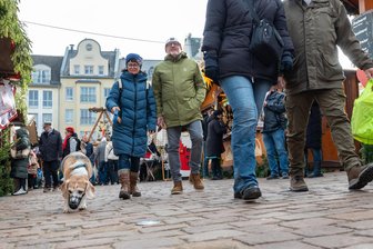 Hunde auf dem Plauener Weihnachtsmarkt: Sind sie erlaubt? - Fitch, ein zwölfjähriger Beagle, trägt ganz vorbildlich einen Maulkorb.