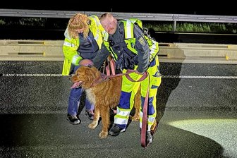 Hunde auf der A 72 bei Zwickau: Tierquälerei-Vorwürfe gegen Halter - Wie kam der Hund auf die A 72? Diese Frage stellen sich nicht nur die Polizisten, die ihn eingefangen haben.