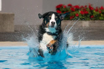 Hunde beenden Badesaison in Freibad im Erzgebirge - Beim Hundeschwimmen in Buchholz herrschte eine entspannte und ausgelassene Stimmung.