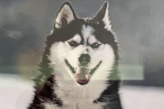 Hunde-Diebstahl im Vogtland gibt dem Tierheim Rätsel auf - Husky-Rüde Rolf wurde Sonntagnacht aus dem Tierheim Kandelhof gestohlen.
