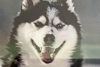 Hunde-Entführung gibt dem Tierheim Rätsel auf - Husky-Rüde Rolf wurde Sonntagnacht aus dem Tierheim Kandelhof gestohlen. 