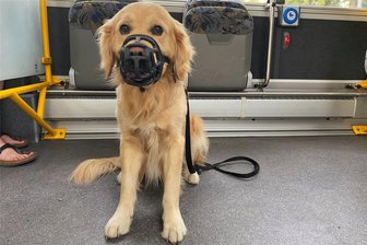 Hunde im Zwickauer Nahverkehr: Wann der Maulkorb Pflicht ist - Golden Retriever gelten als liebe Hunde - müssen sie wirklich einen Maulkorb tragen?