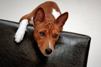 Hunde-Leckerlis sorgen vermutlich für das gefährliche Werwolf-Syndrom - Jetzt noch lieb – und urplötzlich aggressiv?