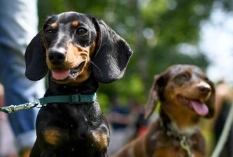 Hunde-WC auf Halde 66 gewünscht - 