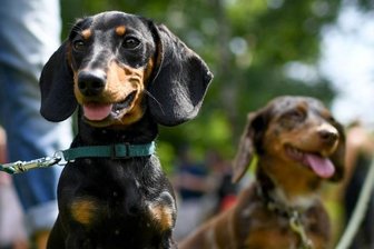 Hunde-WC auf Halde 66 gewünscht - 