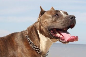 Hundeattacke in Chemnitz: Mit Knüppel und Kette gegen Pitbull - Ein Pitbull.