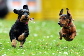 Hundebesitzer in Neukirchen müssen bald mehr zahlen - Neukirchen im Erzgebirge erhöht 2026 die Hundesteuer.