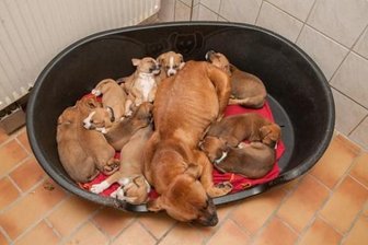 Hundefamilie: Gerettet oder weggenommen? - 