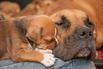 Hundefamilie nachts ausgesetzt - 
