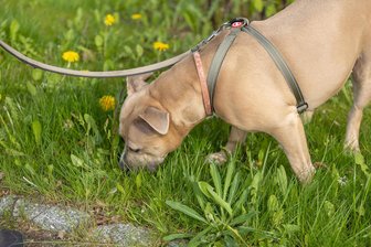 Hundehalter aus dem Erzgebirge warnen vor ausgelegten Giftködern - diesmal am Bahndamm in Bernsbach - Für den Hundehalter sind die ausgelegten Giftköder oft kaum sichtbar.