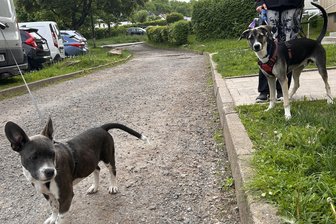 Hundehalter in Sorge: Erneut Giftköder in Mülsen aufgetaucht - Mila (links) und Mylow sind sehr verspielt und nehmen gern alles ins Maul.