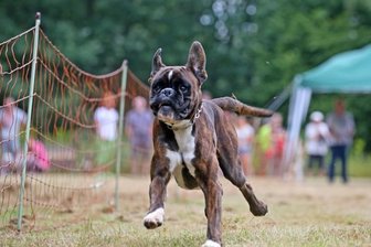 Hunderennen, die Zweite - Bei der Premiere 2019 wurde so manches Hundeohr geschlackert.