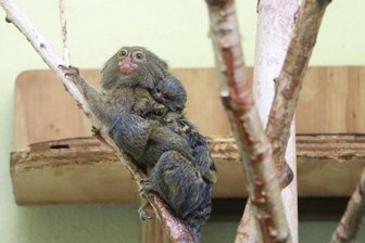 Hunderte Chemnitzer sind Tierpaten -
