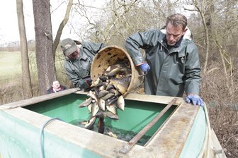 Hunderte Karpfen in Plauener Stadtpark-Teich gestorben - Manfred Oehm (links) und Thomas Müller setzten die geretteten Fische gestern in große Wasserbehältnisse um. Die Karpfen sollen in die Schönberger Teiche gebracht werden.