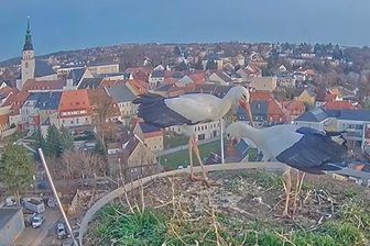 Hunderte Tierfreunde schauen Youtube-Stream: Überwintern zwei Störche über den Dächern von Frankenberg? - Am 16. Dezember waren zwei Störche auf der Esse in Frankenberg zu sehen.