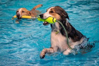 Hundeschwimmen und Skatturnier: Freizeitbad Erdmannsdorf feiert Saisonabschluss - Der Wassersport für Vierbeiner hat in Erdmannsdorf schon Tradition. Hier ein Bild aus dem Jahr 2019.
