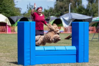 Hundesportler treffen sich in Plauen zum Wettbewerb - 