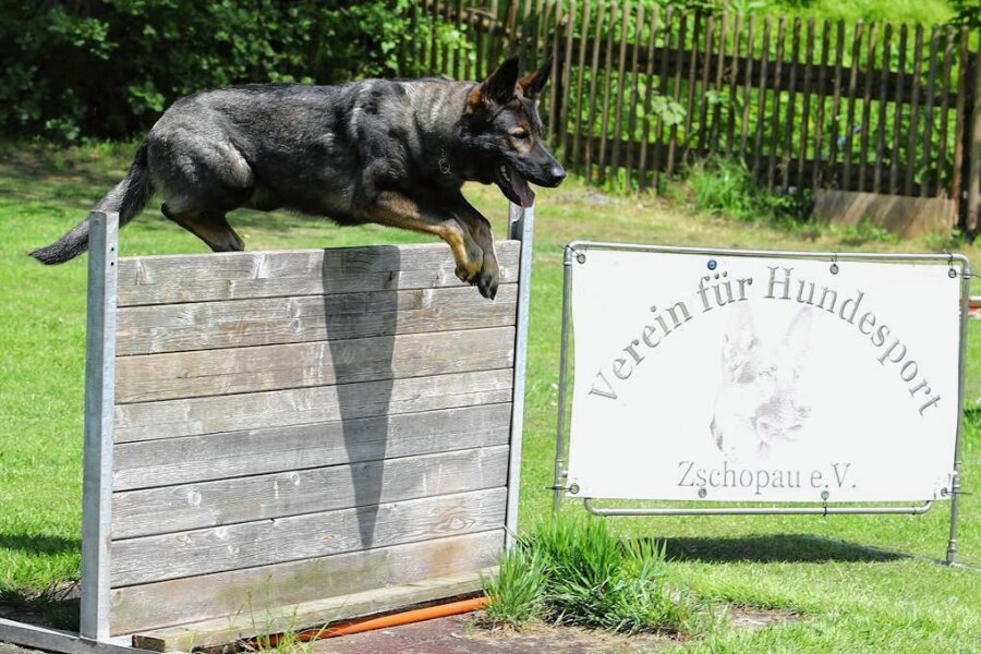Hundesportverein Zschopau wird 100 - Hündin Dine überwindet während des Trainings eine Bretterwand. 