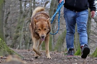 Hundesteuer-Erhöhung: Nun entscheiden die Gemeinderäte - Der geliebte Vierbeiner und die Kosten: Für Burkhardtsdorfer Hundebesitzer wird die Steuer spürbar teurer. Laut Gemeindeverwaltung ist die Zahl der Hunde in der Verwaltungsgemeinschaft in den vergangenen Jahren etwa gleich geblieben. 