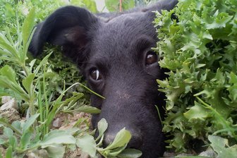 Hundesteuer: Gemeinde im Vogtland schafft Regel aus D-Mark-Zeiten ab - In Bad Brambach gilt ab 2026 nach einem Vierteljahrhundert eine höhere Hundesteuer.