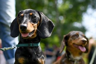 Hundesteuer: Idee zur Entlastung von Rentnern fällt durch - Die Steuer in Geringswalde bleibt für alle Hundehalter gleich: Einen Antrag der Fraktion Die Linke im Stadtrat, der beispielsweise Rentner entlasten sollte, lehnte die Mehrheit der Räte ab. 