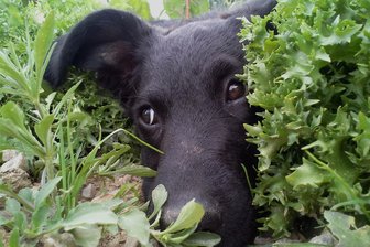 Hundesteuer in Steinberg verdoppelt sich - Da können die Fellnasen noch so niedlich gucken, die Hundesteuer verdoppelt sich trotzdem.