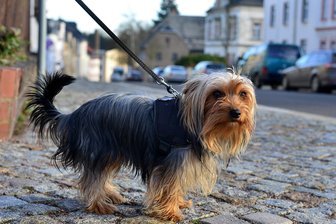 Hundesteuer steigt: Nach Crimmitschau dreht auch Neukirchen an der Abgabenschraube - Hundehalter in der Gemeinde Neukirchen (Pleiße) müssen bald tiefer in die Tasche greifen.