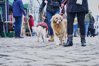 Hundeweihnachtsmarkt in Klaffenbach: Hier kommen Vierbeiner in Adventsstimmung - Zum sechsten Mal fand auf dem Areal des Klaffenbacher Wasserschloßes der Hundeweihnachtsmarkt statt.