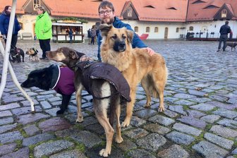Hundeweihnachtsmarkt wetterbedingt abgesagt -