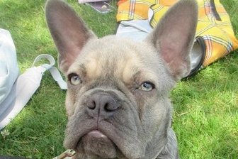 Hundewelpe löst Auseinandersetzung am Untreusee aus - Eine junge französische Bulldogge ist am Montag der Grund für einen handgreiflichen Konflikt am Untreusee bei der Stadt Hof gewesen.