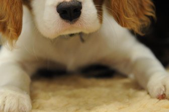 Hundewelpe überfahren: Polizei sucht Zeugen zu Unfall in Chemnitz - Auf der Carl-von-Ossietzky-Straße wurde Anfang Februar ein Hundewelpe angefahren. Das Tier starb.