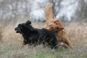 Hundewiese in Glauchau: Stadtrat soll entscheiden - Der Glauchauer Stadtrat soll am Donnerstag über die Einrichtung einer Hundewiese auf Probe entscheiden.
