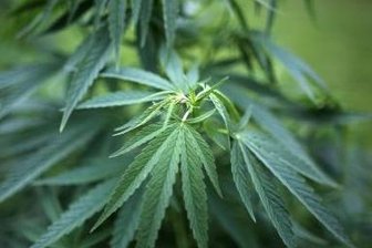 Hundshübel: Cannabispflanzen im Wald sichergestellt -